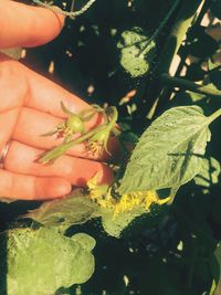 Close-up of hand holding insect on plant