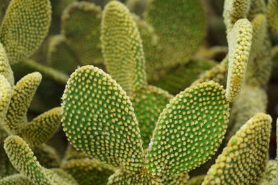 Close-up of succulent plant