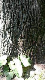 Close-up of tree trunk