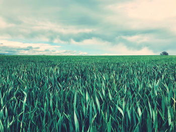 Crops growing on field against sky