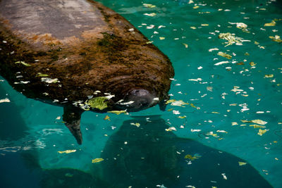 High angle view of fish swimming in sea