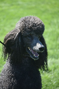 Cute standard black poodle relaxing in the sun