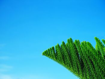 Low angle view of fresh green plant against clear blue sky