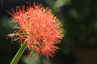 Close-up of red flowering plant