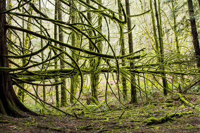 View of trees in forest