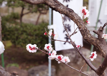 Close-up of cherry blossoms on tree