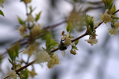 Close-up of cherry blossom on tree