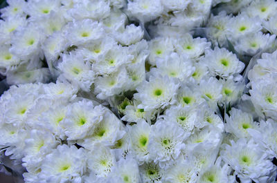 Full frame shot of white flowering plant