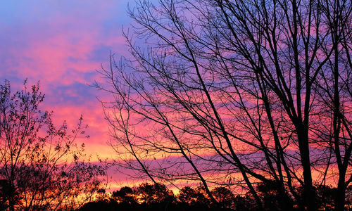 Low angle view of silhouette trees against sky