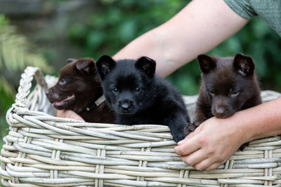 Black and white puppy in basket