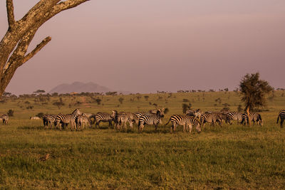 Horses on field against sky