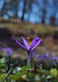 Close-up of purple crocus flowers