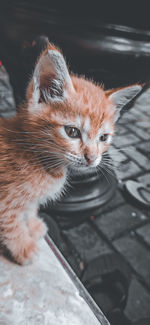 High angle view of cat looking away