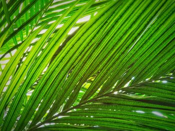 Full frame shot of palm tree