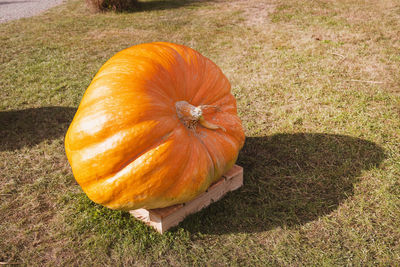 pumpkin