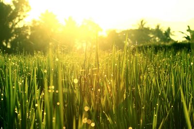 Close-up of grass on field