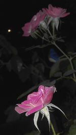 Close-up of pink flower blooming outdoors