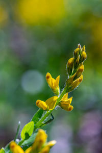 Flower outside in nature