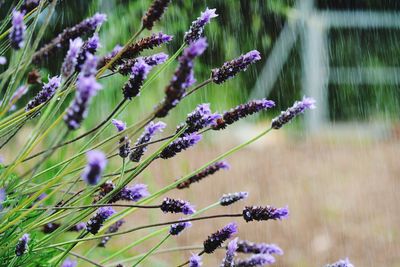 Close-up of purple flowering plants on field