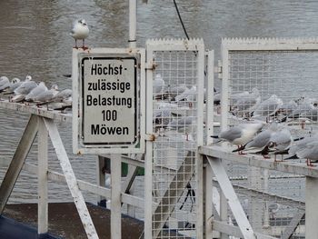 Close-up of birds