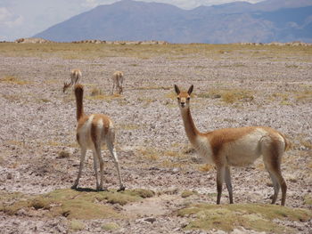 Horses standing on field against mountains