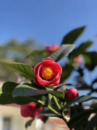 Close-up of red rose flower