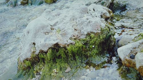Close-up of crab on rock by water