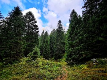 Trees in forest against sky
