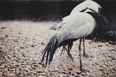 Close-up of bird perching on a field