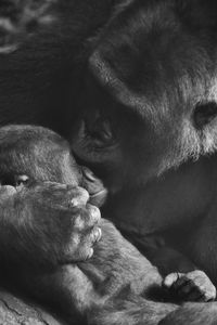 Close-up of gorilla kissing infant