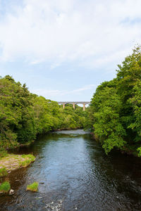 Scenic view of river amidst trees against sky
