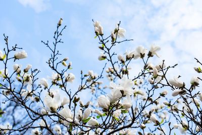 Low angle view of white magnolia tree against sky