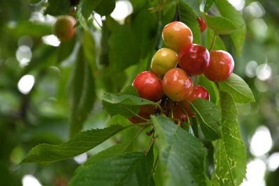 Close-up of cherries growing on tree