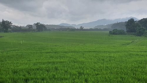 Scenic view of agricultural field against sky