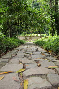 Walkway amidst trees