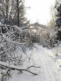 Snow covered land and trees against sky