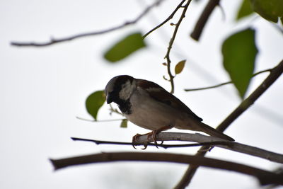 Close-up of bird perching on branch