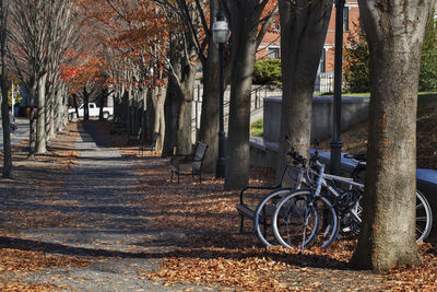 Bicycle by trees in park during autumn