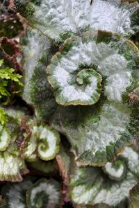 Close-up of plant