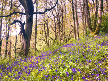 Scenic view of flowering trees in forest