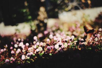 Close-up of pink flowering plants on field