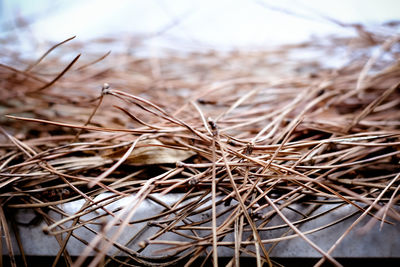 Close-up of dried twigs of fir tree on roof