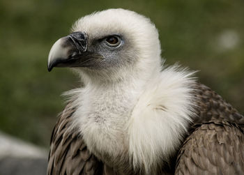 Close-up of vulture