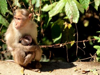 Portrait of monkey