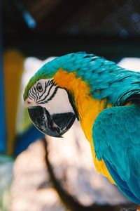 Close-up of a bird