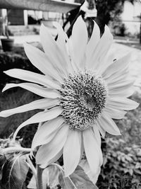 Close-up of flower