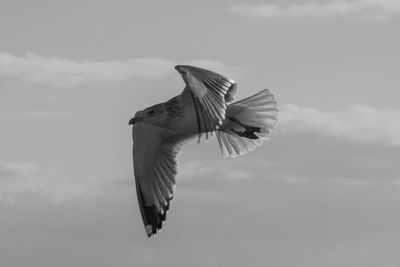 Low angle view of bird flying against sky
