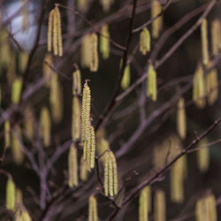 Close-up of leaf