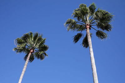 Low angle view of palm tree against blue sky