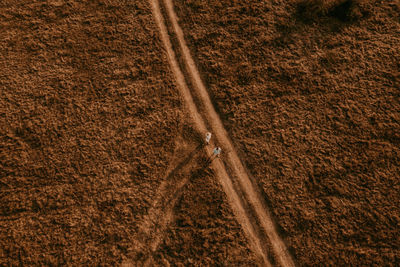 High angle view of agricultural field